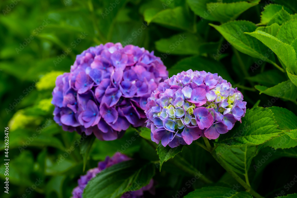 農業公園のアジサイ
