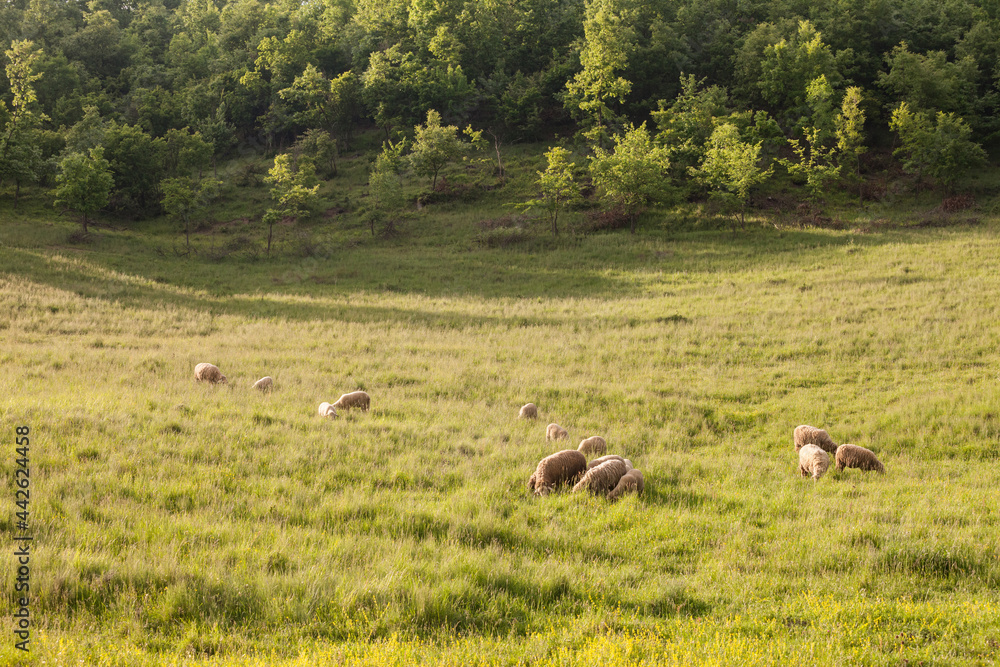 white sheeps, with short wool, standing and eating in the grass land of a pasture in a Serbian farm. They are pretty common farming animals, also called ovis aries. .. white sheeps, with short wool, standing and eating in the grass land of a pasture in a Serbian farm. They are pretty common farming animals, also called ovis aries. ..