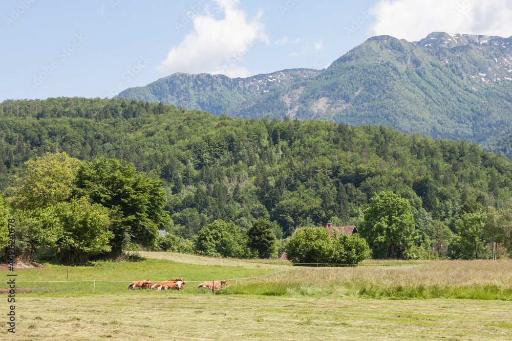 Typical agricultural landscape with Cows lounging in a grass pasture meadow in Bohinj, Slovenia, in front of the Julian Alps. it is a landmark of slovenian rural activity. ..