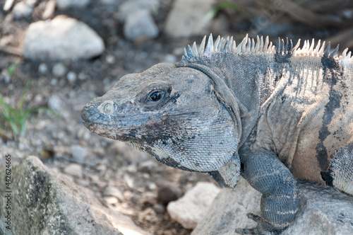 iguana on a rock © Daniel