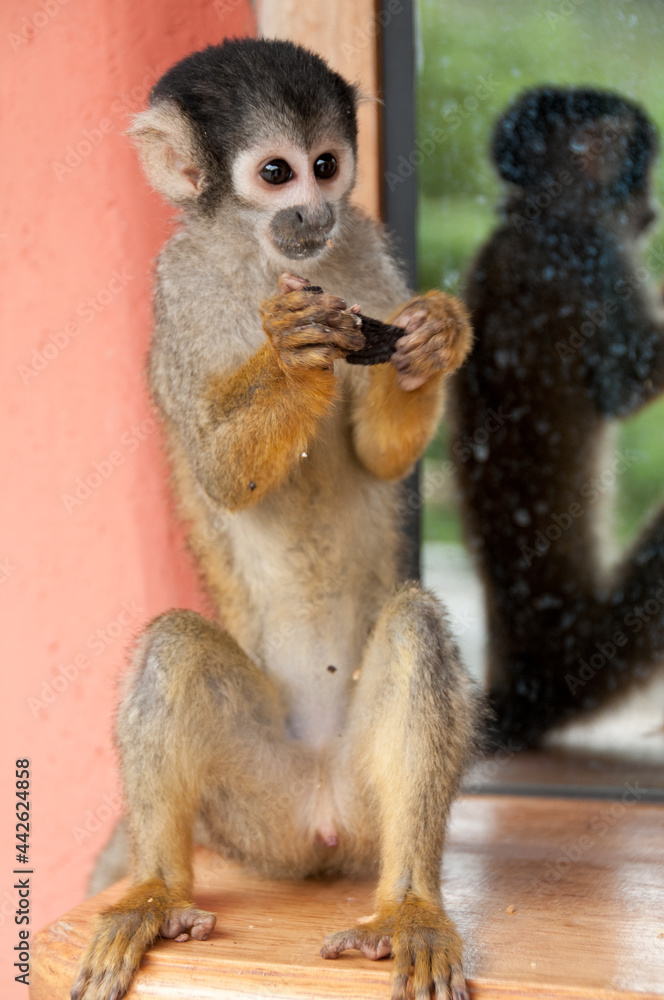 Fototapeta premium monkey