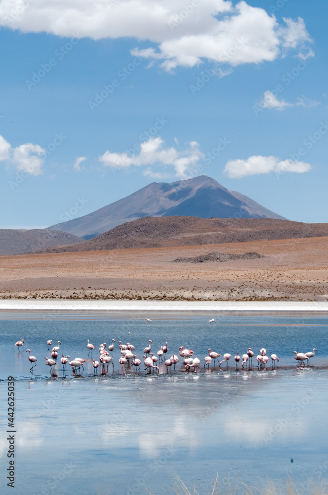 Flamingos in desert lake