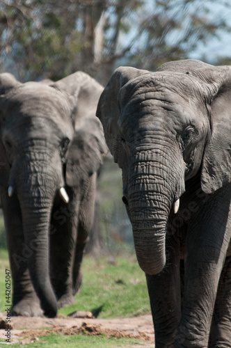 Photography Elephants