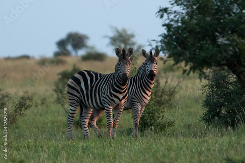 zebra in the wild