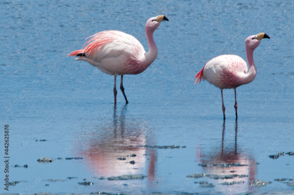 Flamingos