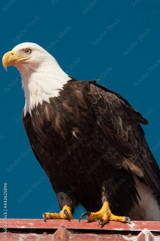 Fototapeta premium american bald eagle
