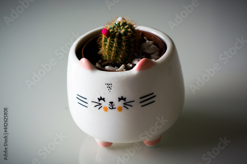 Cactuses in a fluffy pot