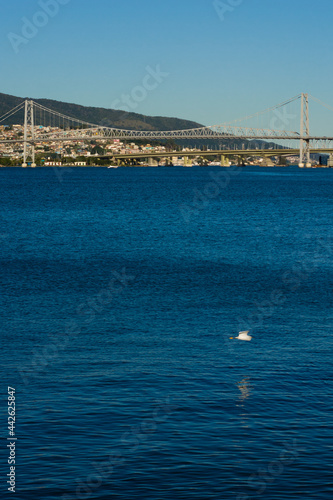 Bird flying in front of the bridge