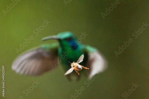 Hummingbird and Bee
