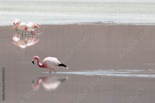 flamingos in the lake