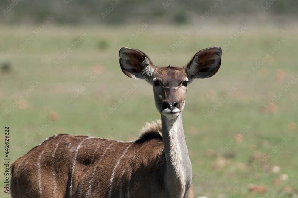 Gazelle
