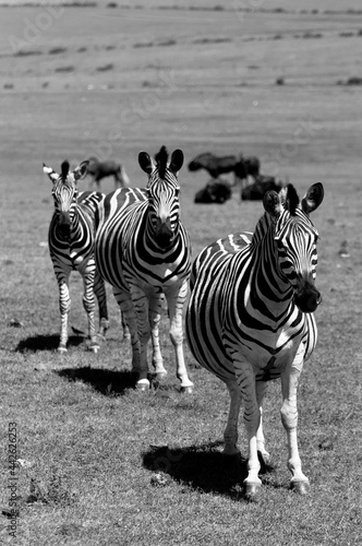 Zebras
