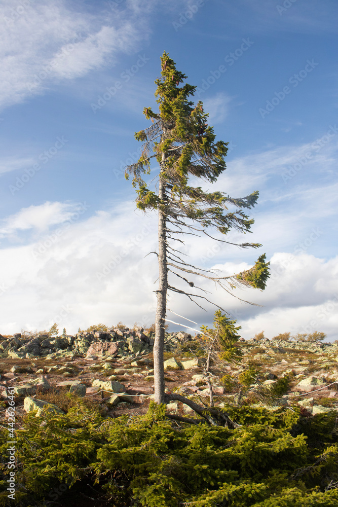 Obraz premium The oldest pine tree in the world