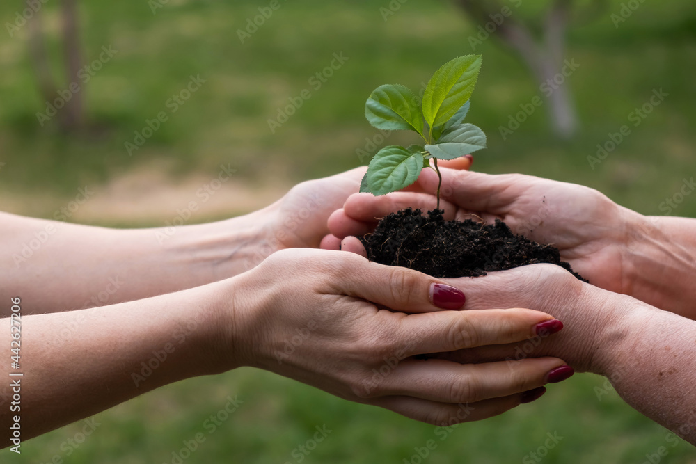 Close-up of an elderly woman's hands passing an apple tree to her daughter. Two women of different generations are holding a plant Close-up of an elderly woman's hands passing an apple tree to her daughter. Two women of different generations are holding a plant