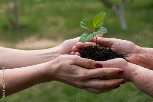 Close-up of an elderly woman's hands passing an apple tree to her daughter. Two women of different generations are holding a plant
