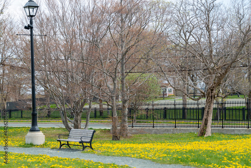 A long gravel footpath in a park with a  wooden bench and lots of tall trees in the background.  The green grass surrounding the park bench is covered in thick yellow dandelions with a tall lightpole. © Dolores  Harvey