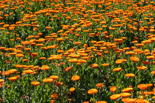 Orange calendula flowers garden at shonai peninsula , mitoyo city, kagawa, shikoku, japan photo