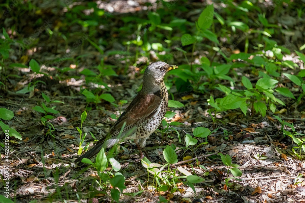 Thrush fieldfare (lat.Turdus pilaris) in the shade under trees with a green caterpillar in its beak Thrush fieldfare (lat.Turdus pilaris) in the shade under trees with a green caterpillar in its beak