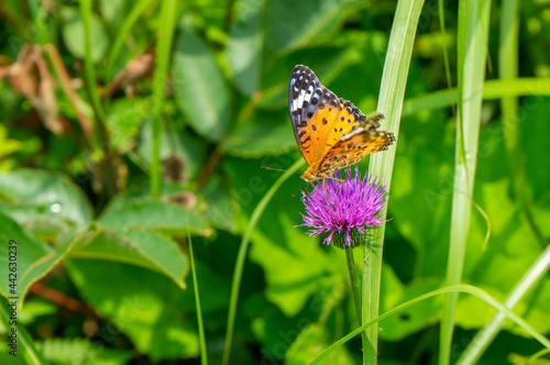 アザミの花粉を好む蝶 © L.tom