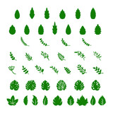 leaves leaf bundle vector illustration design