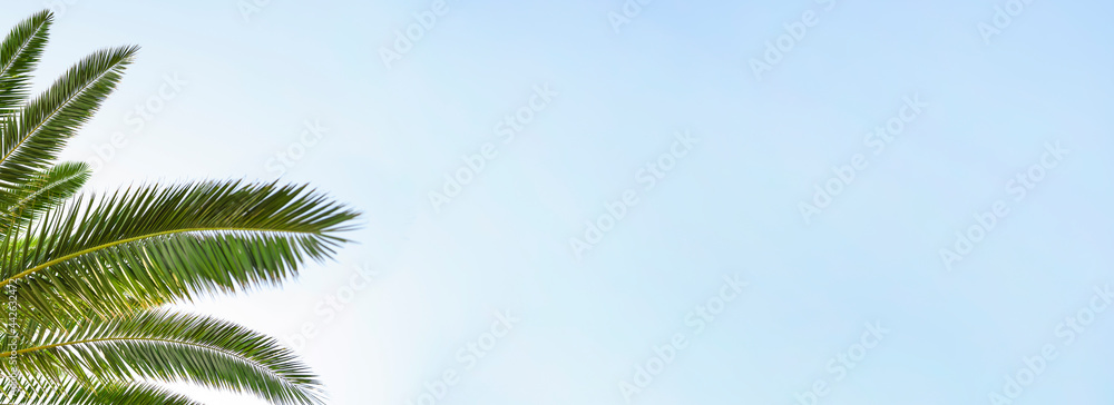 Palm leaves on background the blue sky. Banner, copy space Palm leaves on background the blue sky. Banner, copy space