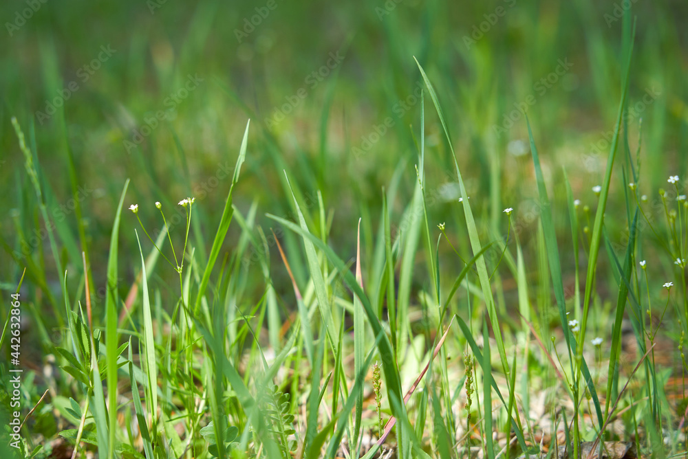 Green grass abstract blurred background. Panoramic banner. copy space Green grass abstract blurred background. Panoramic banner. copy space