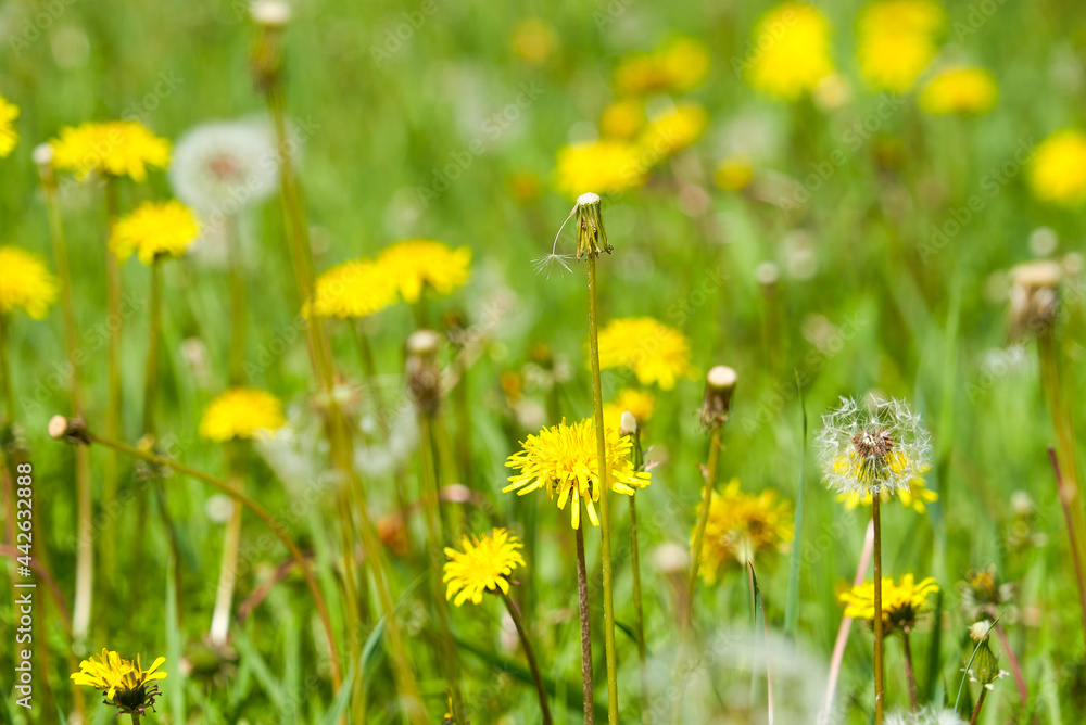 yellow and white summer dandelions, meadow flowers, summer meadow, bright grass