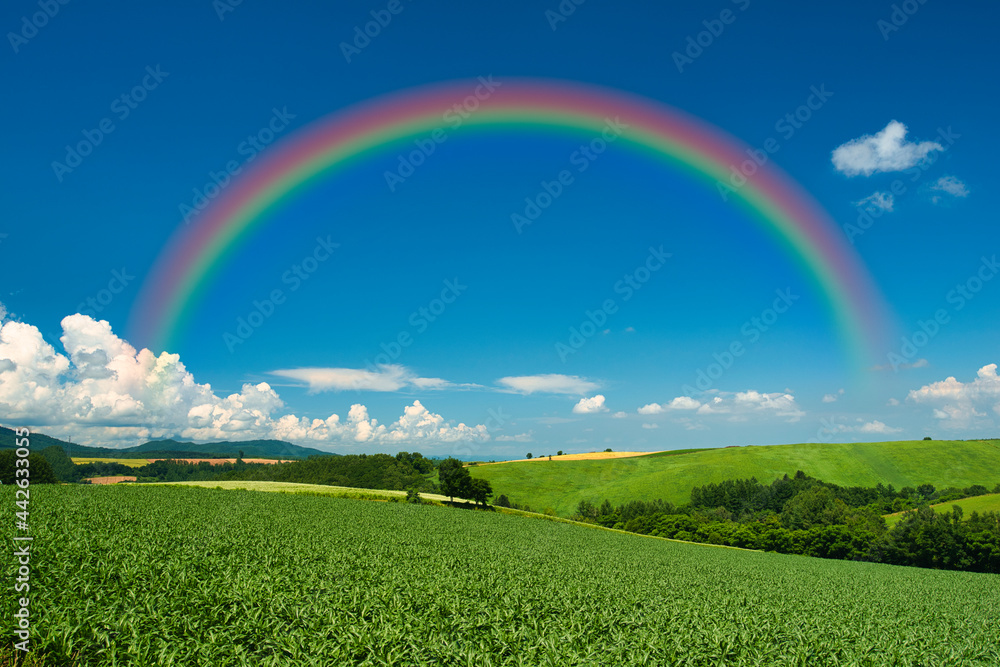 Naklejka premium 丘の町・美瑛の田園風景