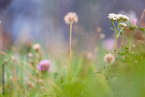 dandelion in soft focus on a green blurry background