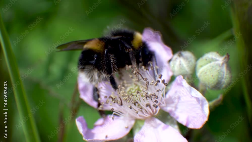 Extreme Close Up Shot of Bee crawling on Flower Extreme Close Up Shot of Bee crawling on Flower