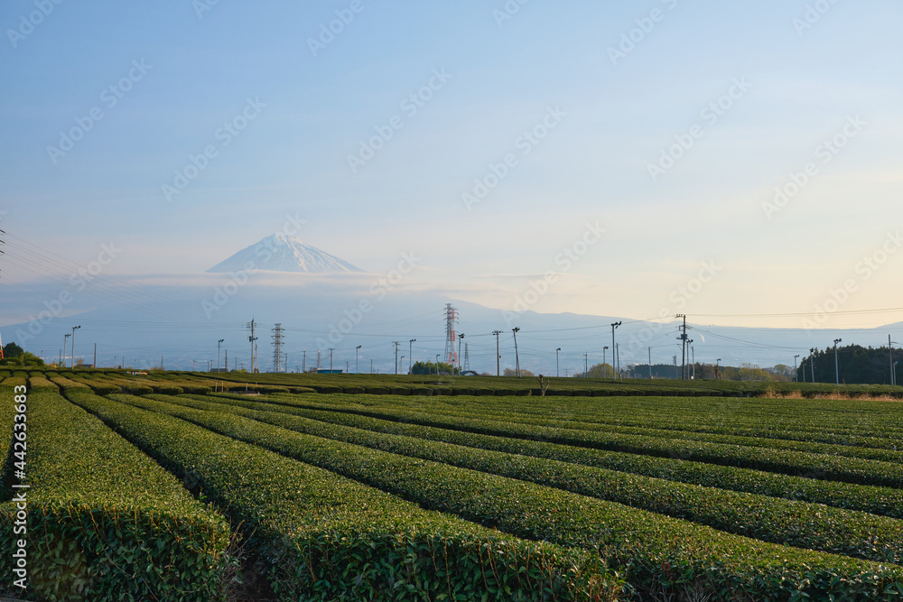 早朝の春の富士山と茶畑　