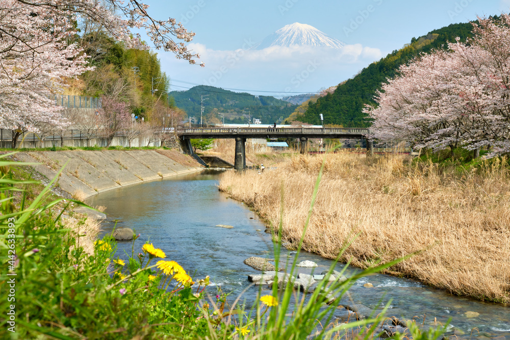 Fototapeta premium 春の富士山と満開の桜