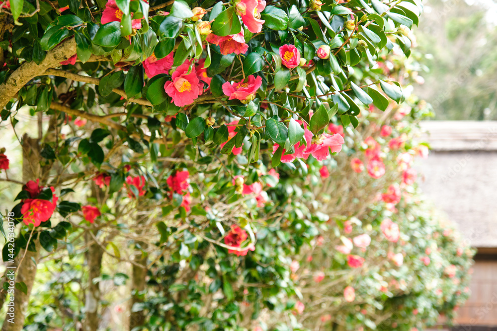 Obraz premium 椿の花