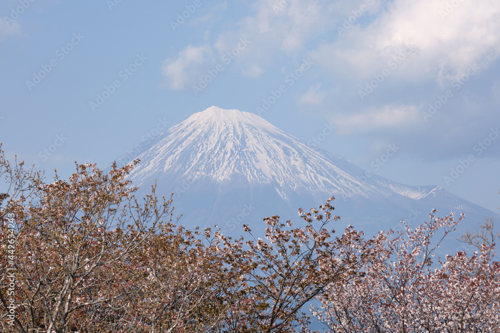 Obraz premium 春の富士山と満開の桜