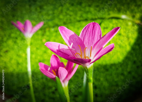 Pink Rain Lily © idmanjoe