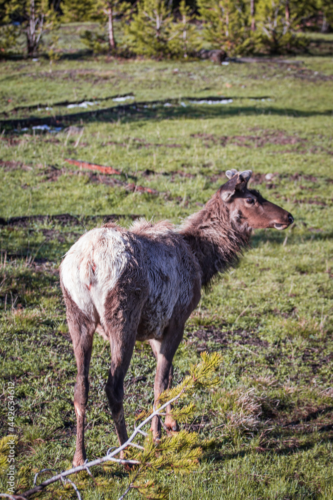 Fototapeta premium Elk in Yellowstone National Park 