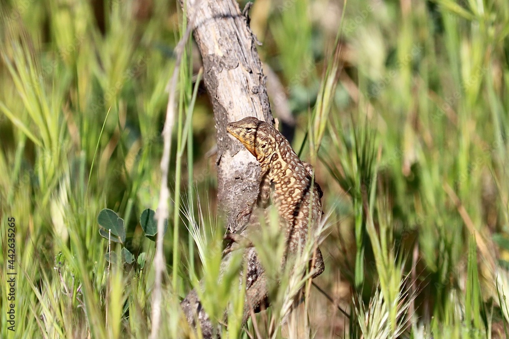Obraz premium Common side-blotched lizard climbing on tree branch 