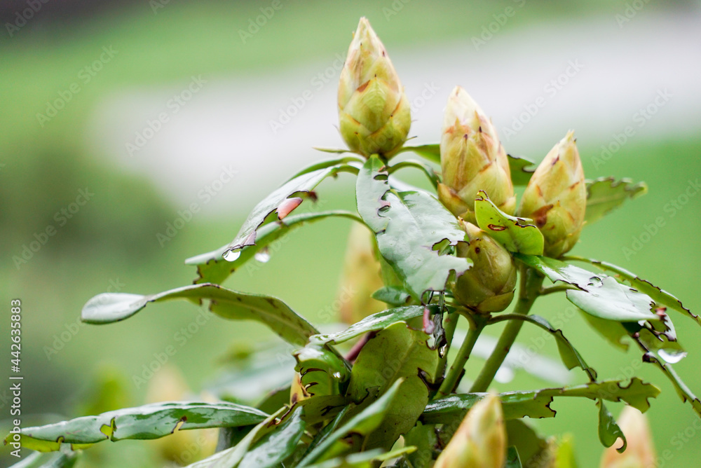 green buds on a green background green buds on a green background
