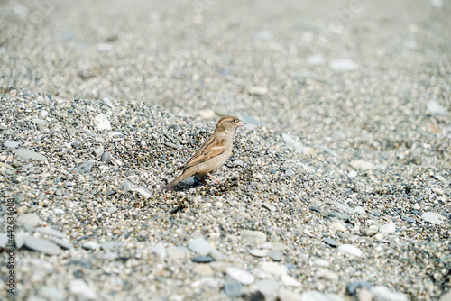 grey sparrow on dark sand
