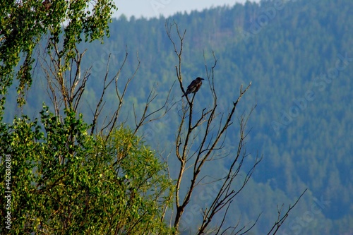 a black bird on a tree branch