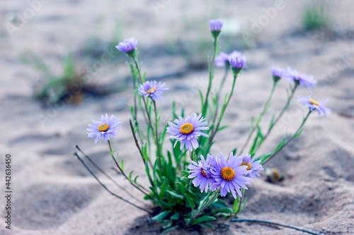 purple daisies on the sand