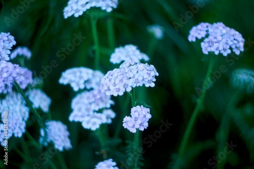 blue flowers on a green field