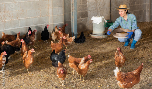 Hardworking kazakh woman farmer working in a chicken coop feeds laying hens with com grains