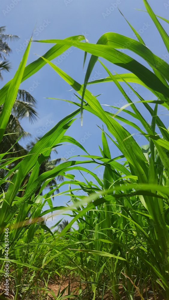 Obraz premium green grass and blue sky
