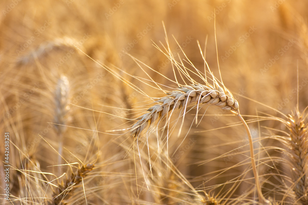 Ears of golden wheat, Agriculture farm and farming concept Ears of golden wheat, Agriculture farm and farming concept