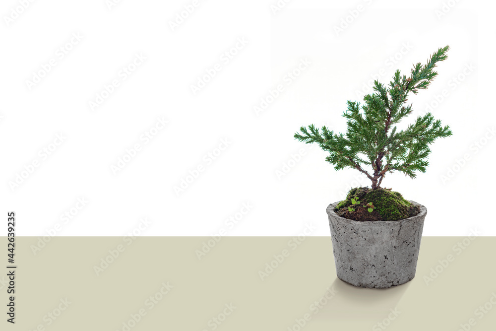 Small bonsai tree in a terracotta pot with copy space backgrond advertising, Beautiful botanical miniature art.
