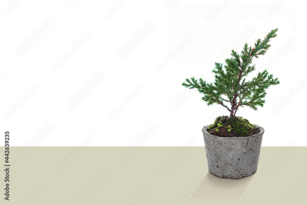 Small bonsai tree in a terracotta pot with copy space backgrond advertising, Beautiful botanical miniature art. Small bonsai tree in a terracotta pot with copy space backgrond advertising, Beautiful botanical miniature art.