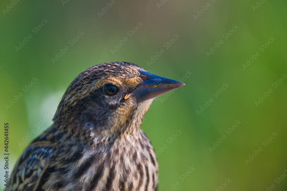 A portrait of female red-winged blackbird. Burnaby BC Canada
A portrait of female red-winged blackbird. Burnaby BC Canada