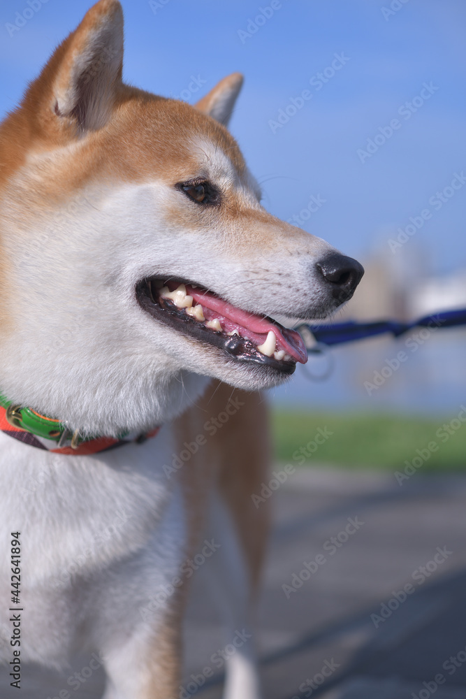 青空と緑と右向きの柴犬の顔のアップ