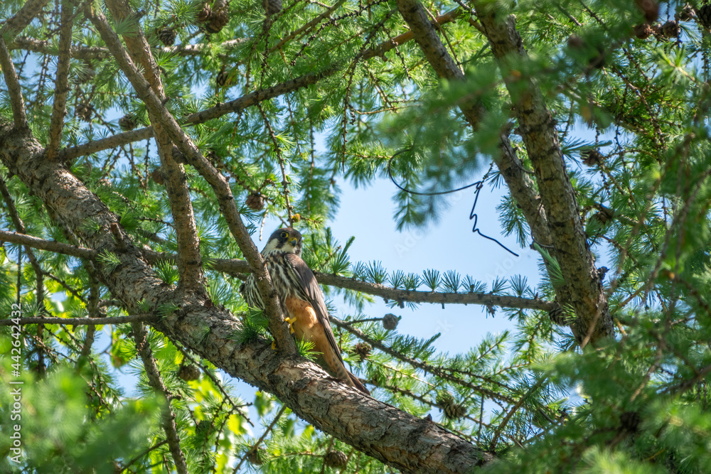 Eurasian hobby, falco subbuteo, sitting on top of larch tree. Cute majestic falcon bird of prey in wildlife. The Eurasian hobby , Falco subbuteo